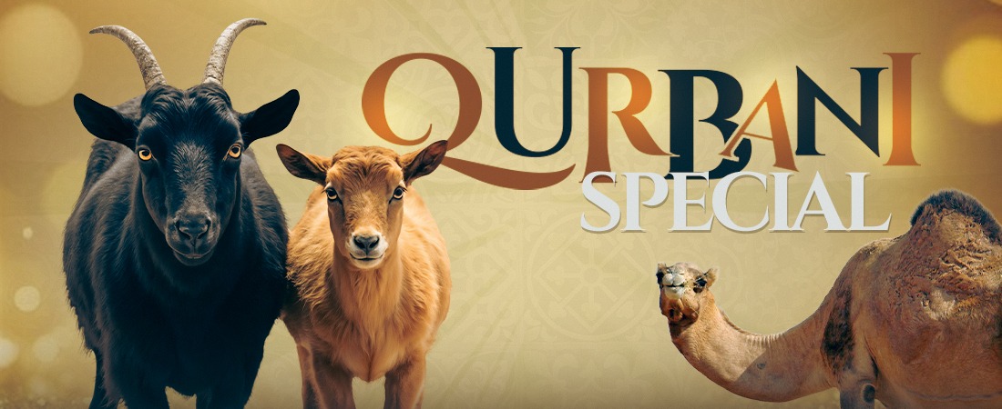 Qurbani Special - Dawateislami